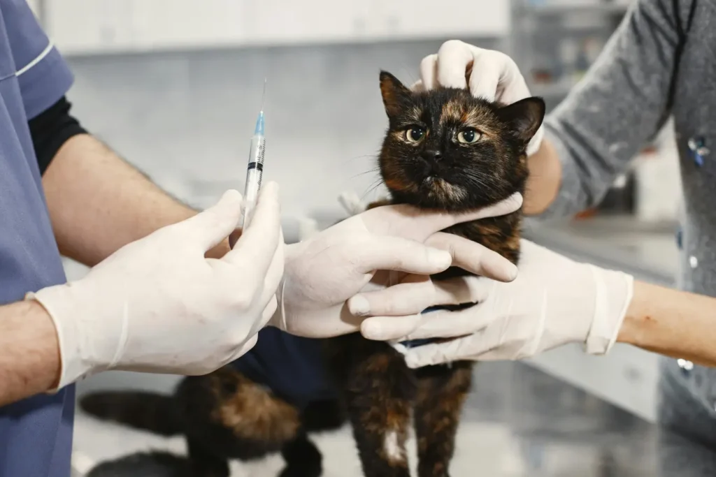 Cape Coral Pet Vet - vaccine cat